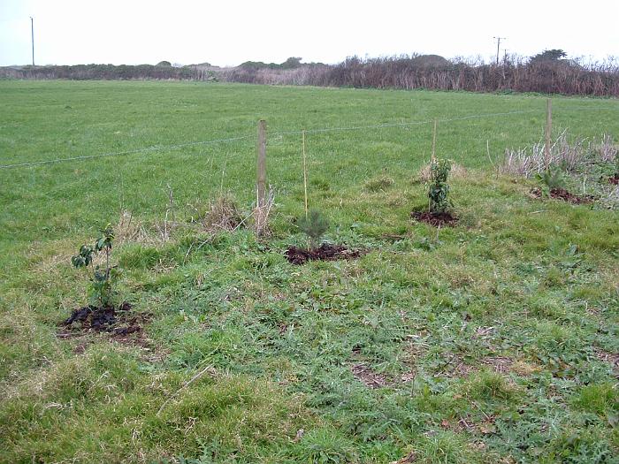 3 Planting Trees (2)